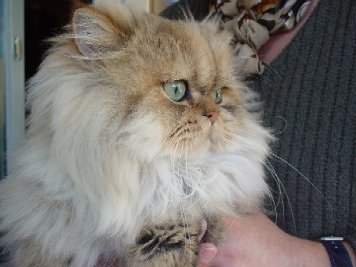 hier klicken, um Picasso zu besuchen 